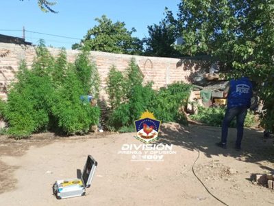 Secuestraron 16 plantas de cannabis y estupefacientes en Cutral Co