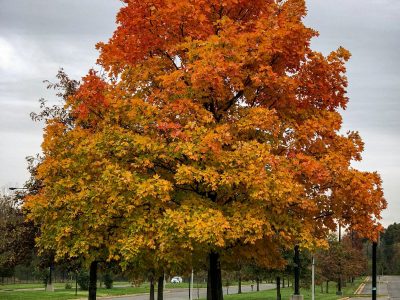 Plantas: conocé el árbol de otoño que te va a encantar para tener en tu jardín con el clásico color de la temporada