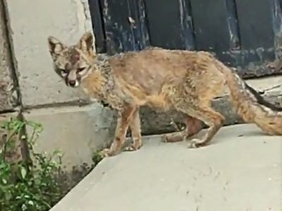 Capturan a un zorro que deambulaba en la estación Rosario del Metro