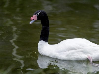 Curiosidades sobre el Cisne cuello negro: el ave que inspiró cuentos de niños adora el agua y se enamora solo una vez