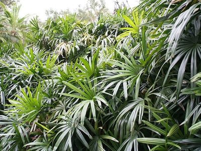 La planta de interior y exterior que casi no tenés que regar y es tendencia en decoración
