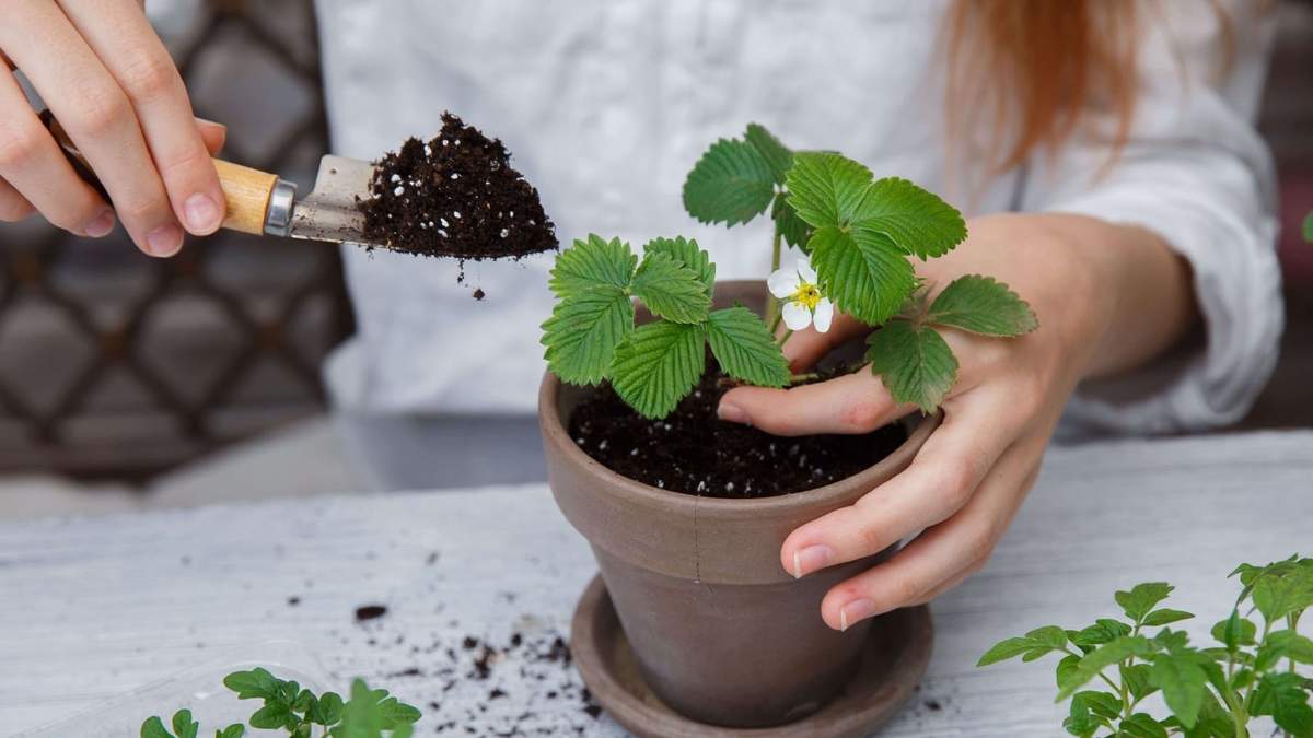 Plantas. Fuente: (X)