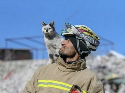 Enkaz, el gato que se niega a separarse del hombre que lo rescató de los escombros en Turquía