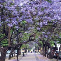 El árbol que llena las veredas de color y que podés multiplicar con una sencilla técnica