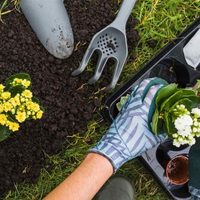 No gastés un peso: prepará el mejor fertilizante para las plantas con un ingrediente que tenés en la cocina