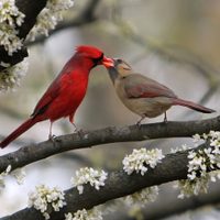 No es el pájaro carpintero: el ave que guarda historias de amor, sacrificio y un significado especial en su color