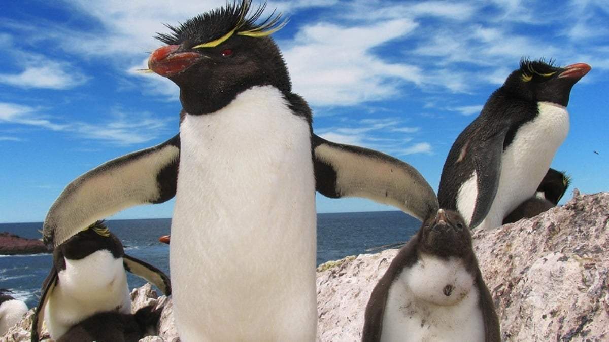 La morada del pingüino penacho amarillo. Fuente: (Twitter)