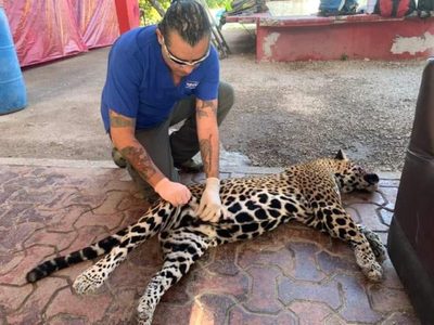 Atropellan y matan a jaguar que estaba embarazada en zona de desmonte del Tren Maya