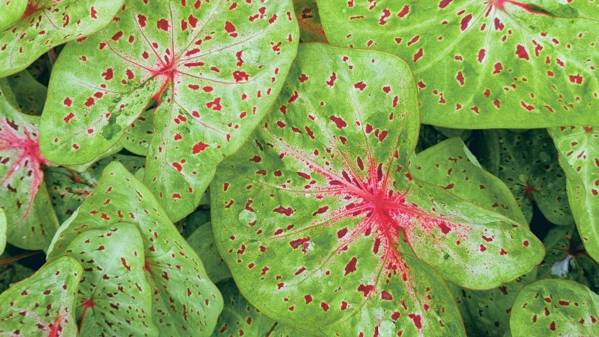 El Caladium es una planta de climas cálidos y tropicales