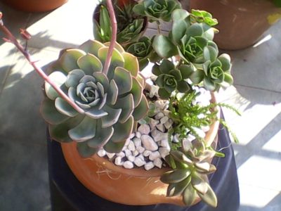 Si se te rompió una maceta, no la tires: mirá cómo transformarla en un hermoso terrario para tus suculentas