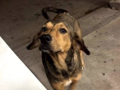 Prisión preventiva a José "N" por el asesinato del perro "Rodolfo Corazón"; lo vinculan a proceso