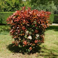 La planta de rápido crecimiento, ideal para poner como cerco, y que llena tu jardín de hermosas flores