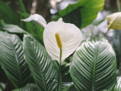 Los trucos de la abuela para que tu planta Cuna de Moisés florezca y tenga las hojas sanas