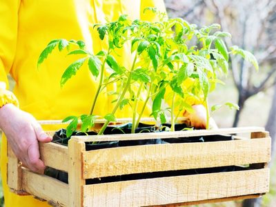 Guardá los cajones de verduras que encuentres en la calle: así podés crear los más fabulosos cartelitos para tu huerta
