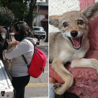 Cachorro de coyote que deambulaba por Azcapotzalco fue rescatado y llevado a zoológico de Coyoacán
