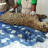 La Profepa alista denuncia tras localizar el cuerpo de un jaguar en Las Perlas, Veracruz