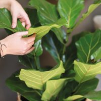 El caballito de batalla de invierno: la planta pequeña y fácil de cuidar que da las flores más bonitas