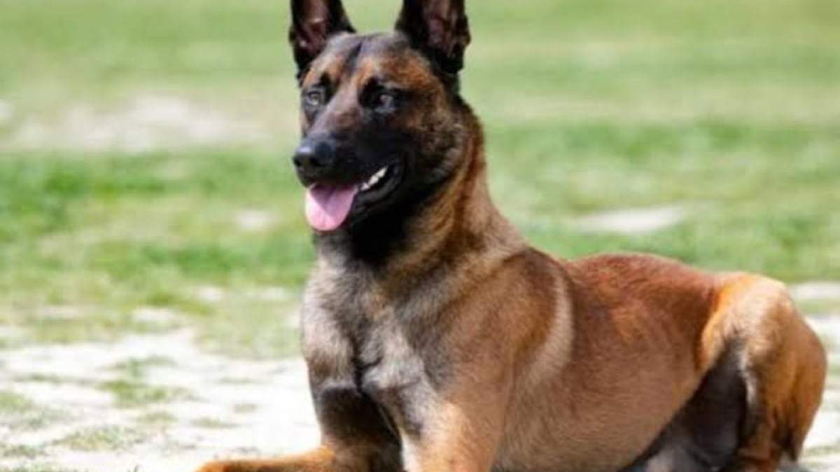 Un perro pastor belga