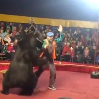 Se viraliza el ataque de un oso a su domador en un circo en Rusia (Video)