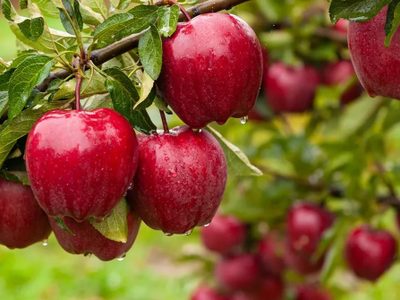 Caída del consumo interno de manzanas y peras genera preocupación en el sector