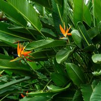 El secreto de los viveros para que tu strelitzia crezca rápidamente y se convierta en una planta XXL