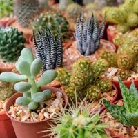 Suculentas: cuáles pueden ser tóxicas y peligrosas para tener en el hogar