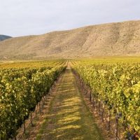Festejos por el Día del Cabernet Sauvignon
