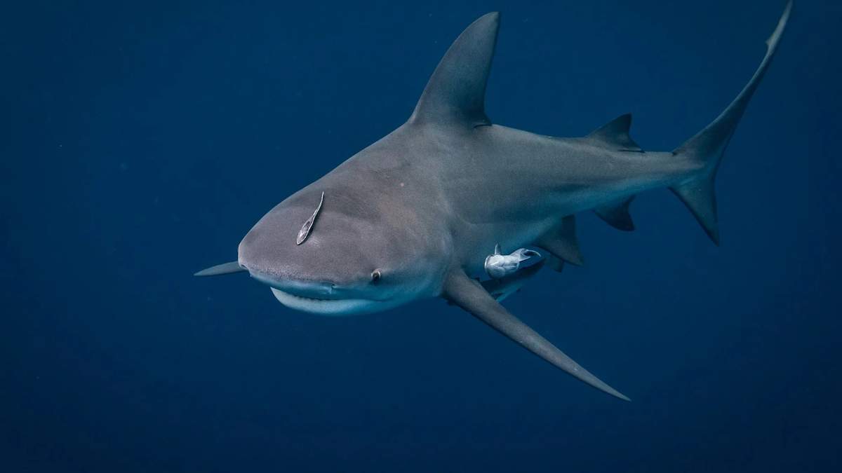 Tiburón Toro. Fuente: (Twitter)