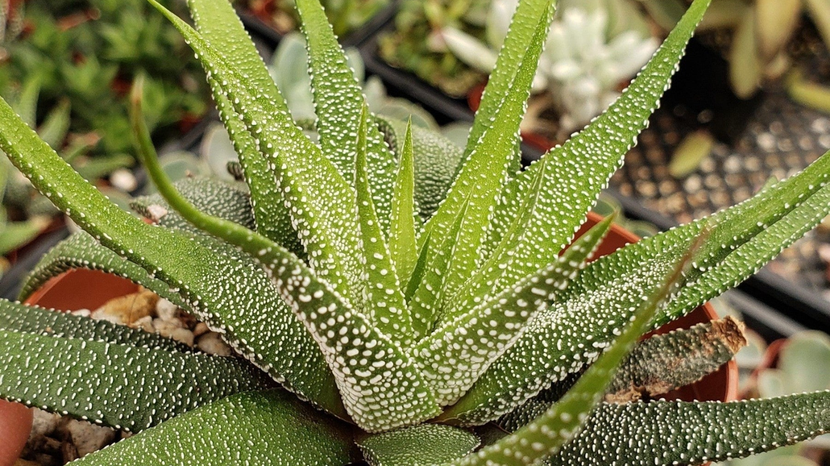 Haworthia attenuata zebrina. Fuente: (Instagram)