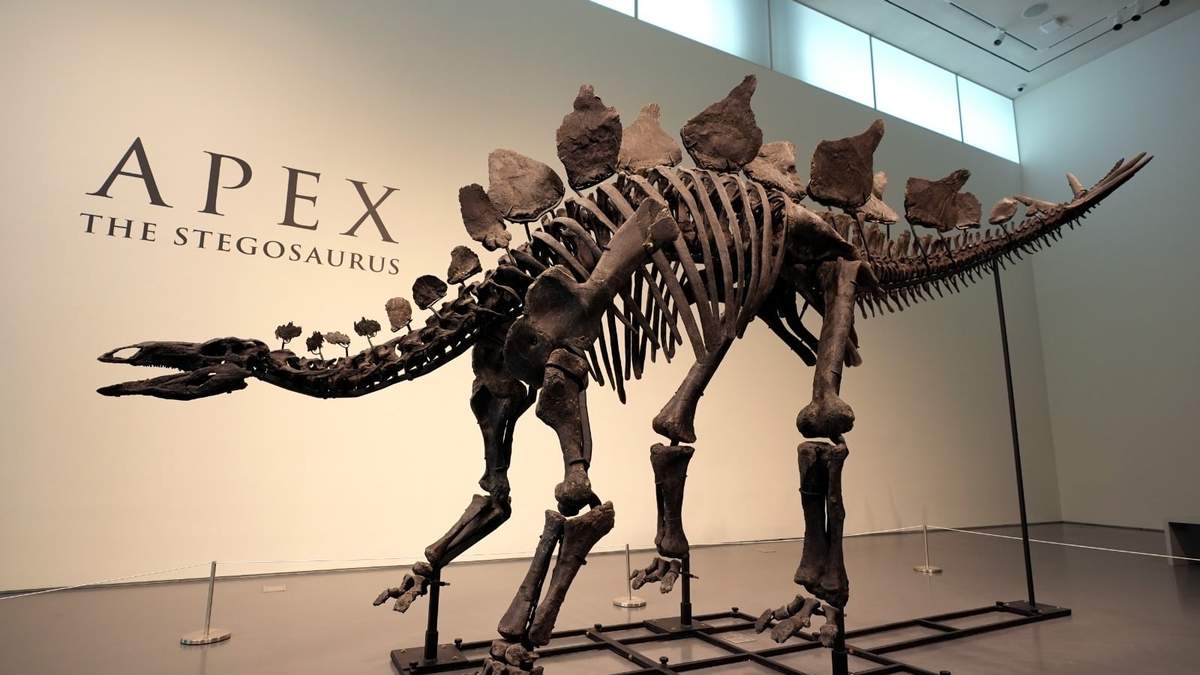 El esqueleto del estegosaurio en Sotheby's,