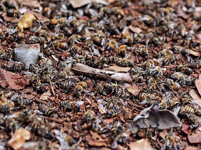 Mortandad apícola en Campeche, desastre biocultural