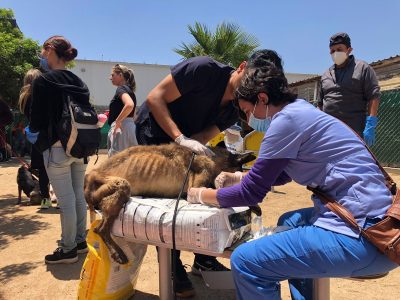 Clausuran albergue en Ensenada que tenía más de 300 perros hacinados y tres fosas con cadáveres