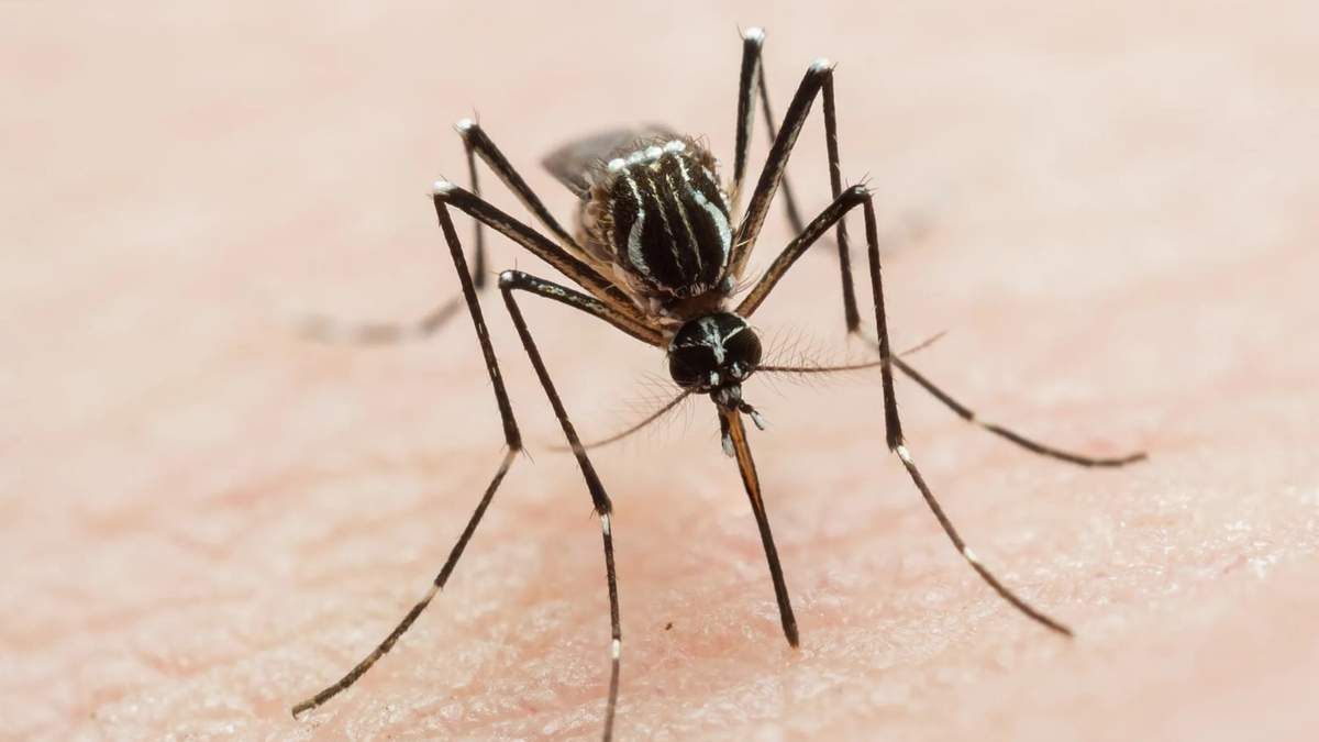 El país se encuentra en una epidemia de dengue. Fuente: (Twitter)