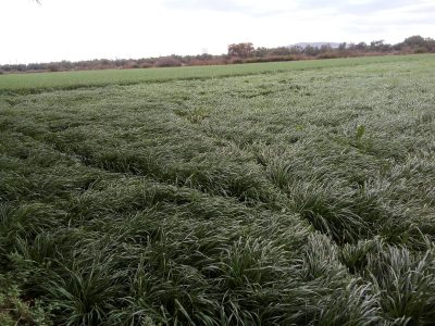 Sobre los círculos formados en los campos de trigo  o del cómo no se hace la ciencia
