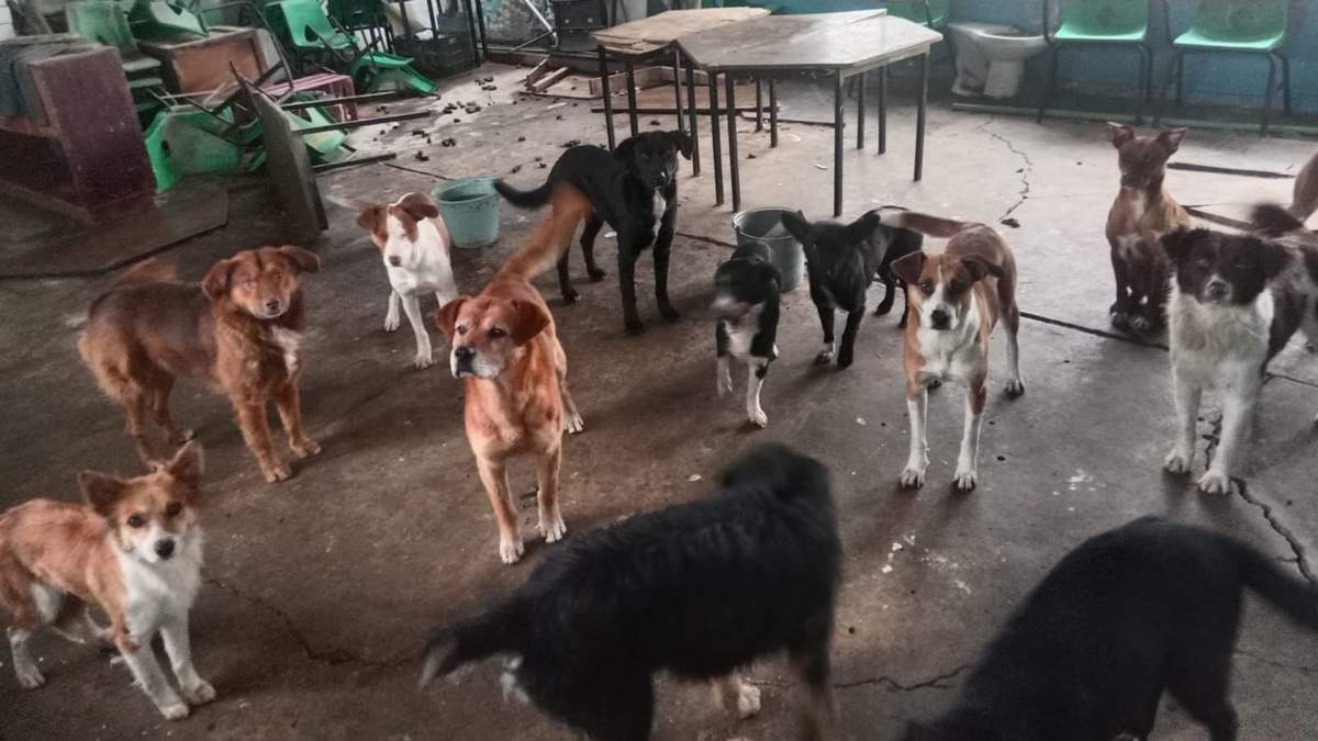 Los perros que atacaron a la mujer y a los dos menores