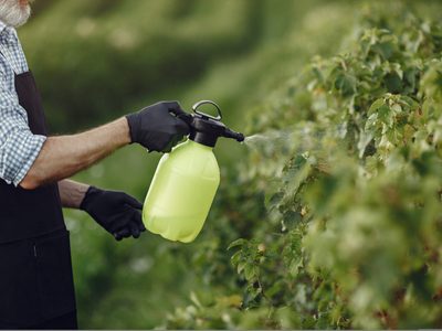 Fácil y natural: cómo eliminar los pulgones por completo