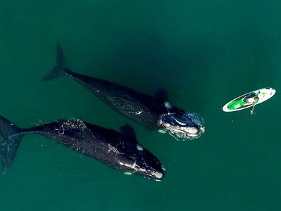 Un registro único de ballenas en Puerto Madryn: mirá las asombrosas imágenes