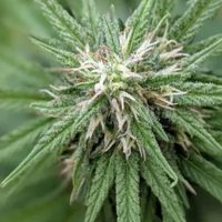 Cannalitoral: el evento regional de cannabis convocó a más de 12 mil personas en Santa Fe