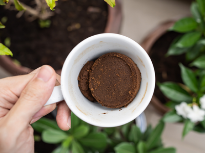 No tires la borra del café: así podés reutilizarla para crear las macetas más sorprendentes y útiles