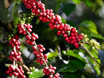 Café: la inflación del “oro negro" por la crisis climática