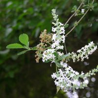 La planta que crece rapidísimo, necesitás tener siempre en tu botiquín y llena tu jardín de visitas inesperadas