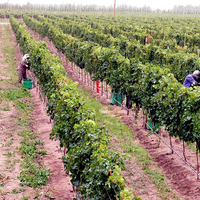 Viví la Vendimia Neuquina 2026: un recorrido entre vinos, melodías y delicias gastronómicas