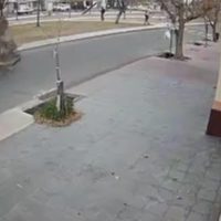 Un video destapó la amenaza silenciosa del arbolado en Maipú