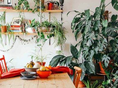 5 plantas hermosas y frondosas, imposibles de matar e ideales para distraídos