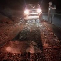 Terror en la ruta 21: una manada de jabalíes cruzó de noche y destrozó una camioneta