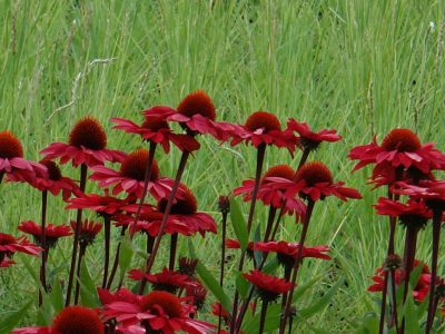 La planta de hermosísimas flores que tiene increíbles beneficios para la salud y que es muy fácil de cultivar