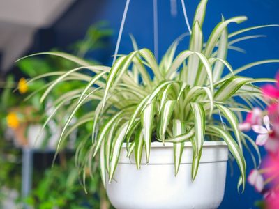 Las plantas que aguantan todo, incluso la ola de calor y son perfectas para aportar elegancia a tu casa