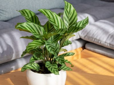 La planta que "baila", es perfecta para purificar tu casa y solo necesitás regar una vez a la semana