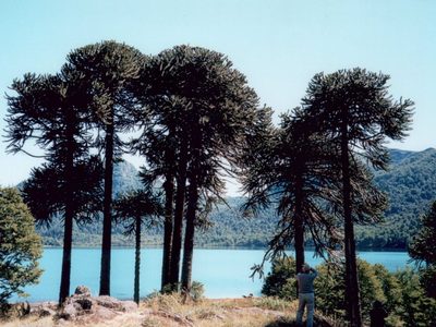 Lunes frío y despejado: cómo estará el clima en Neuquén