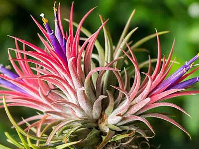 Conocé la exótica planta que puede vivir sin estar sembrada en tierra